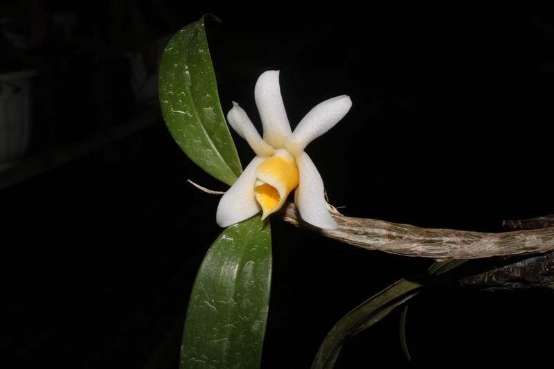 Dendrobium sagin