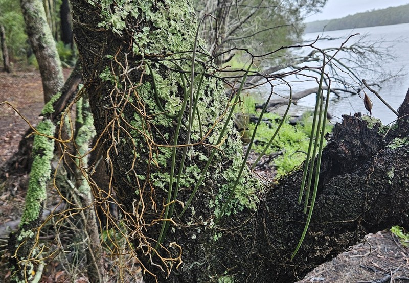 Dendrobium teretifolium var. teretifolium