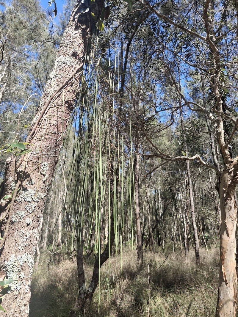 Dendrobium teretifolium var. teretifolium photo 2