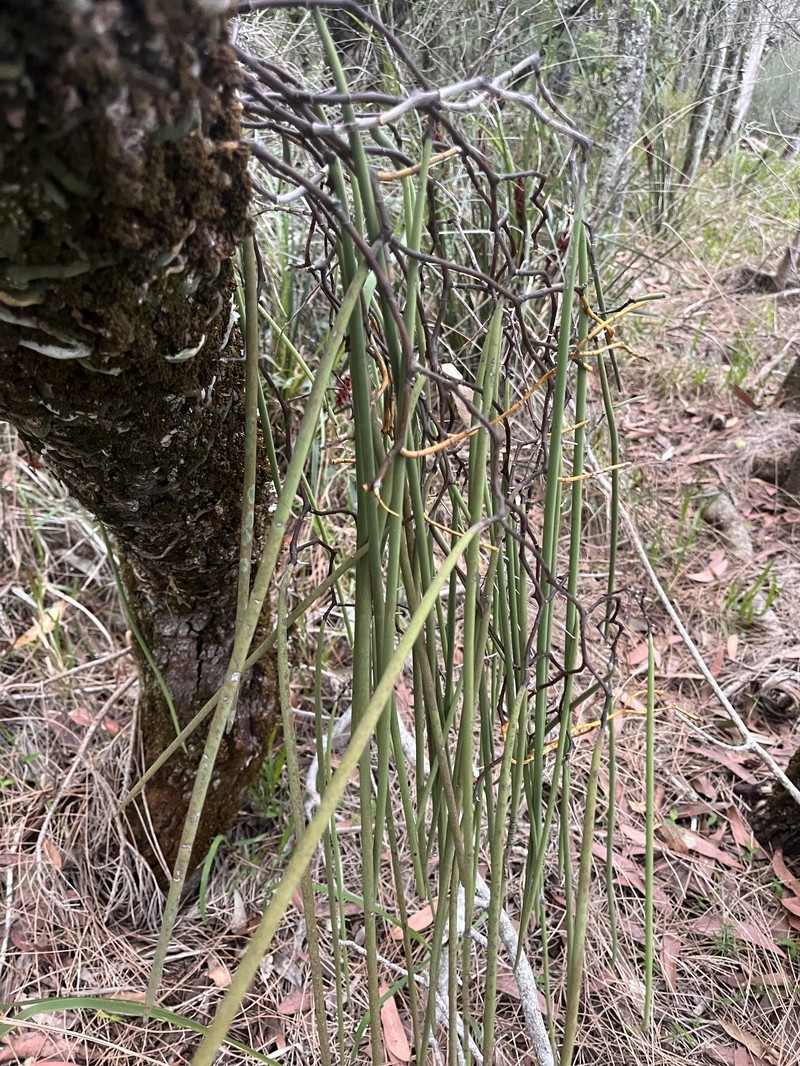 Dendrobium teretifolium var. teretifolium photo 3