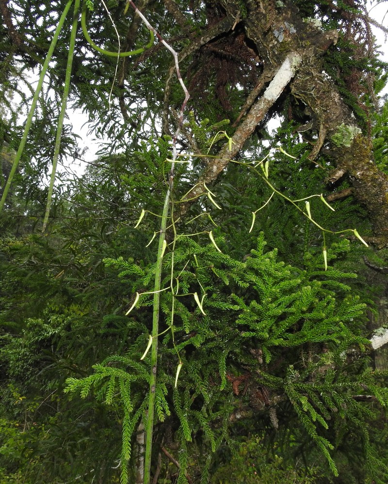 Dendrobium teretifolium var. teretifolium photo 4