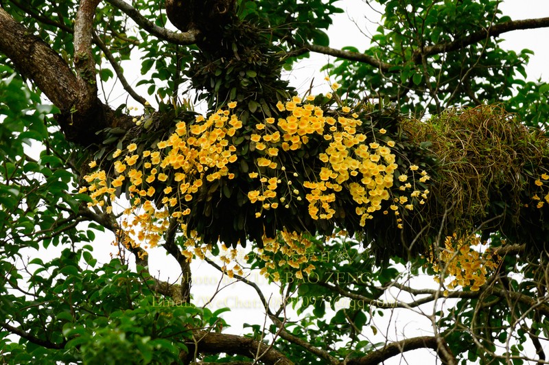 Dendrobium tetrapterum photo 2