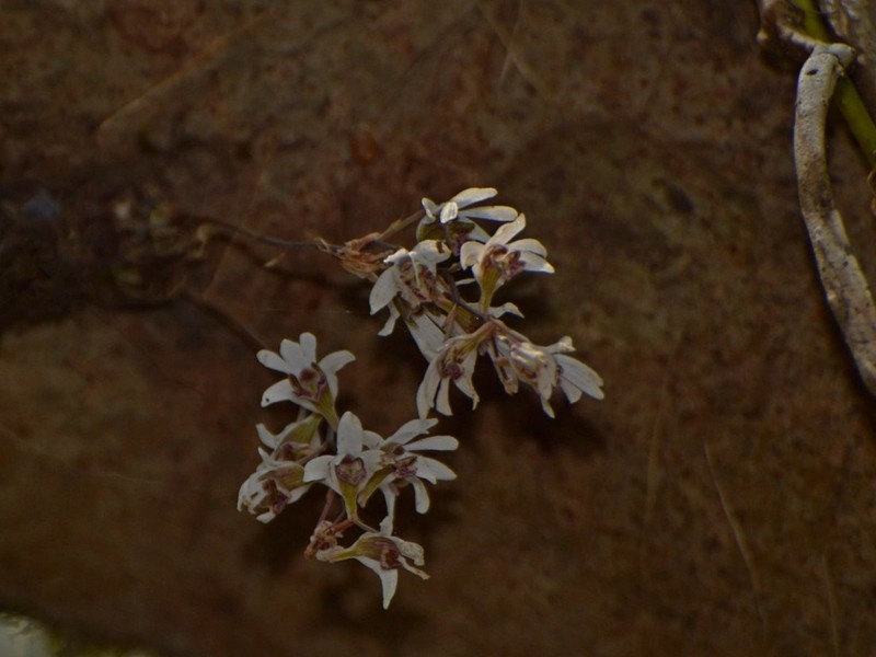 Dendrobium turbinatum photo 2