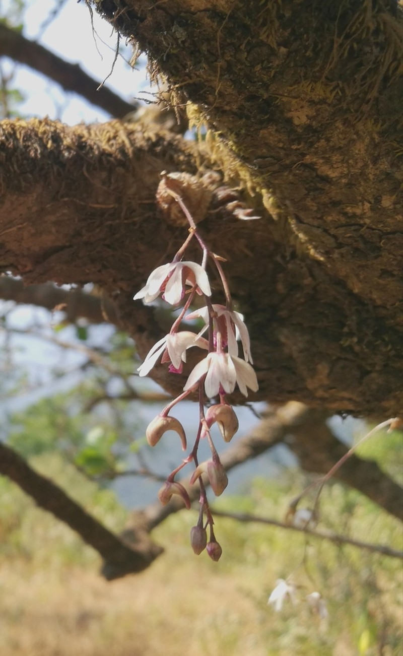 Dendrobium turbinatum photo 3