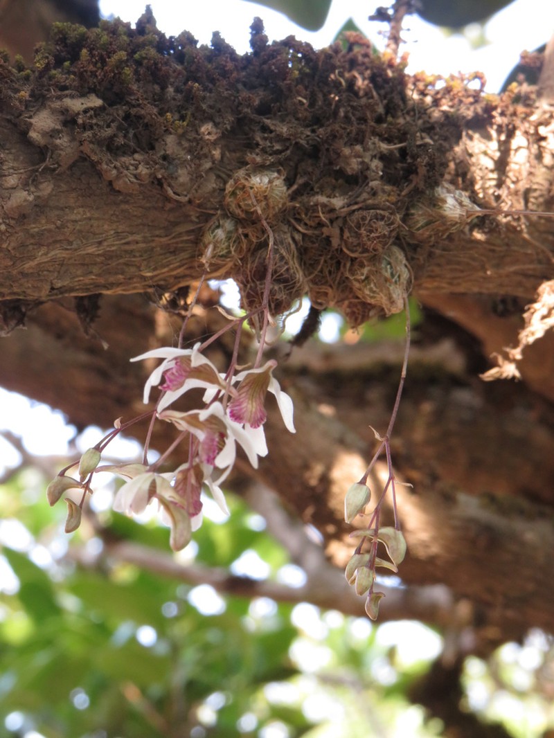 Dendrobium turbinatum photo 4