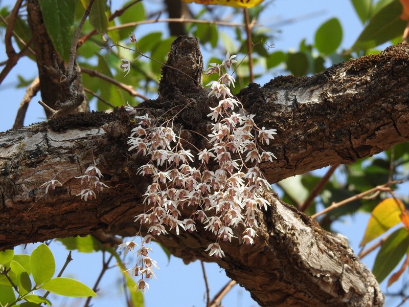 Dendrobium turbinatum photo 5