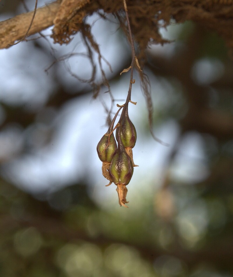 Dendrobium turbinatum photo 6
