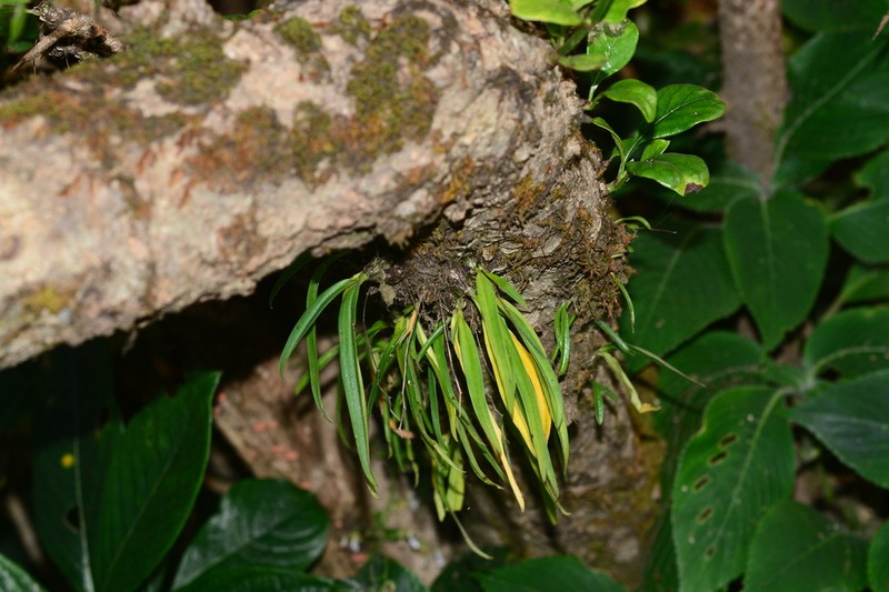 Dendrobium turbinatum photo 7