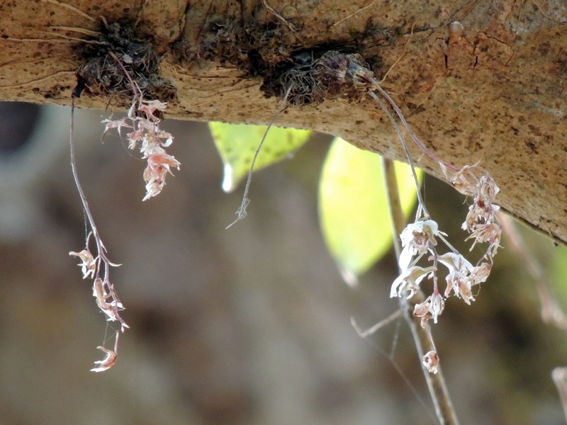 Dendrobium turbinatum photo 8