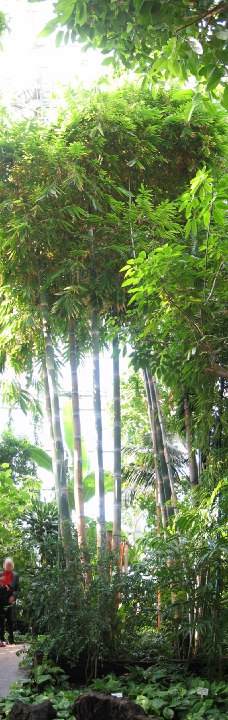 Dendrocalamus gigantea