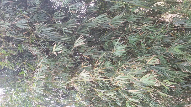 Wideleaf Bamboo photo 4