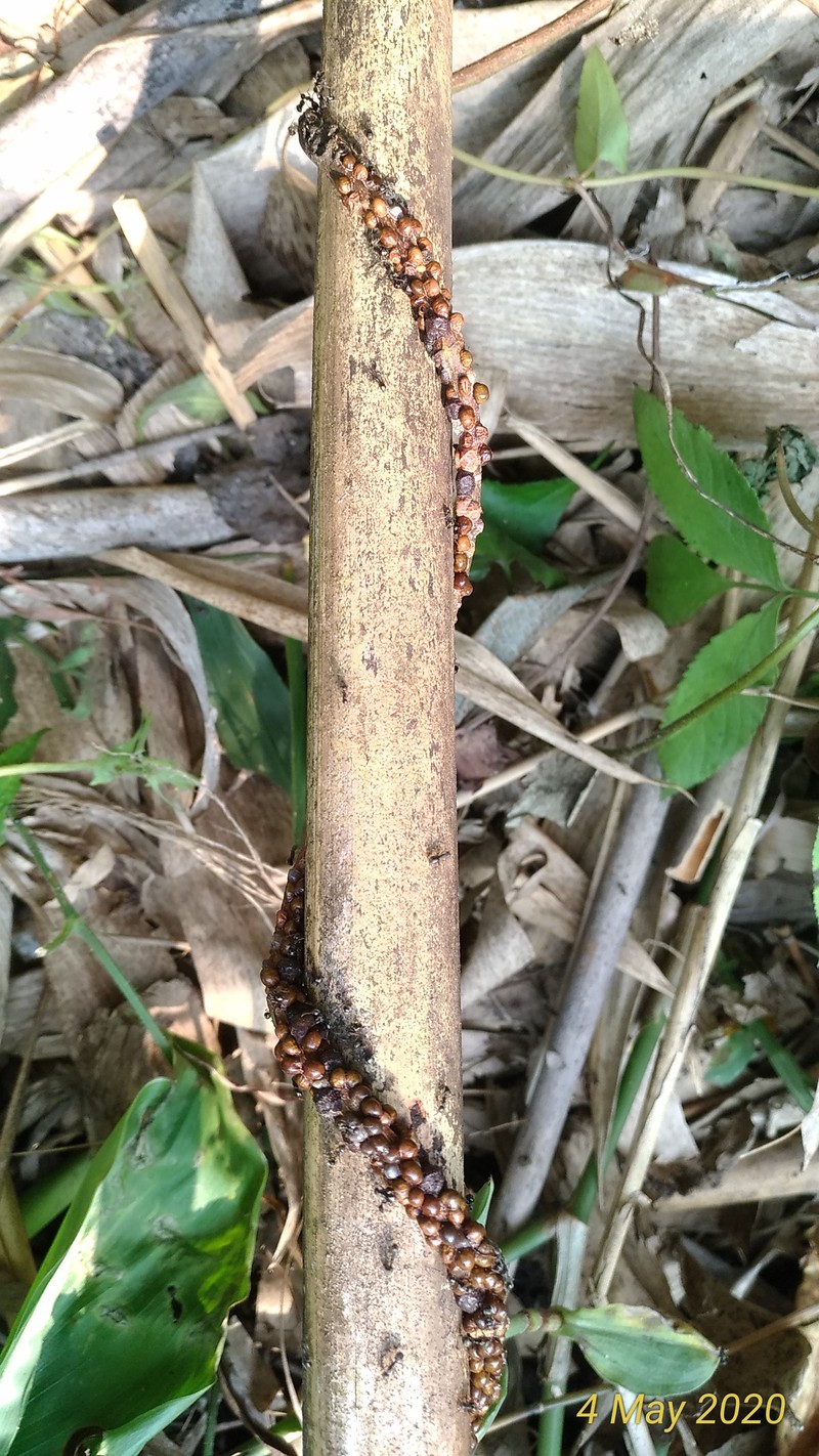 Wideleaf Bamboo photo 5