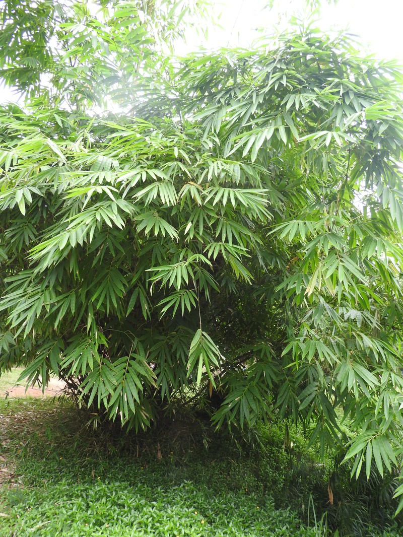 Wideleaf Bamboo photo 6