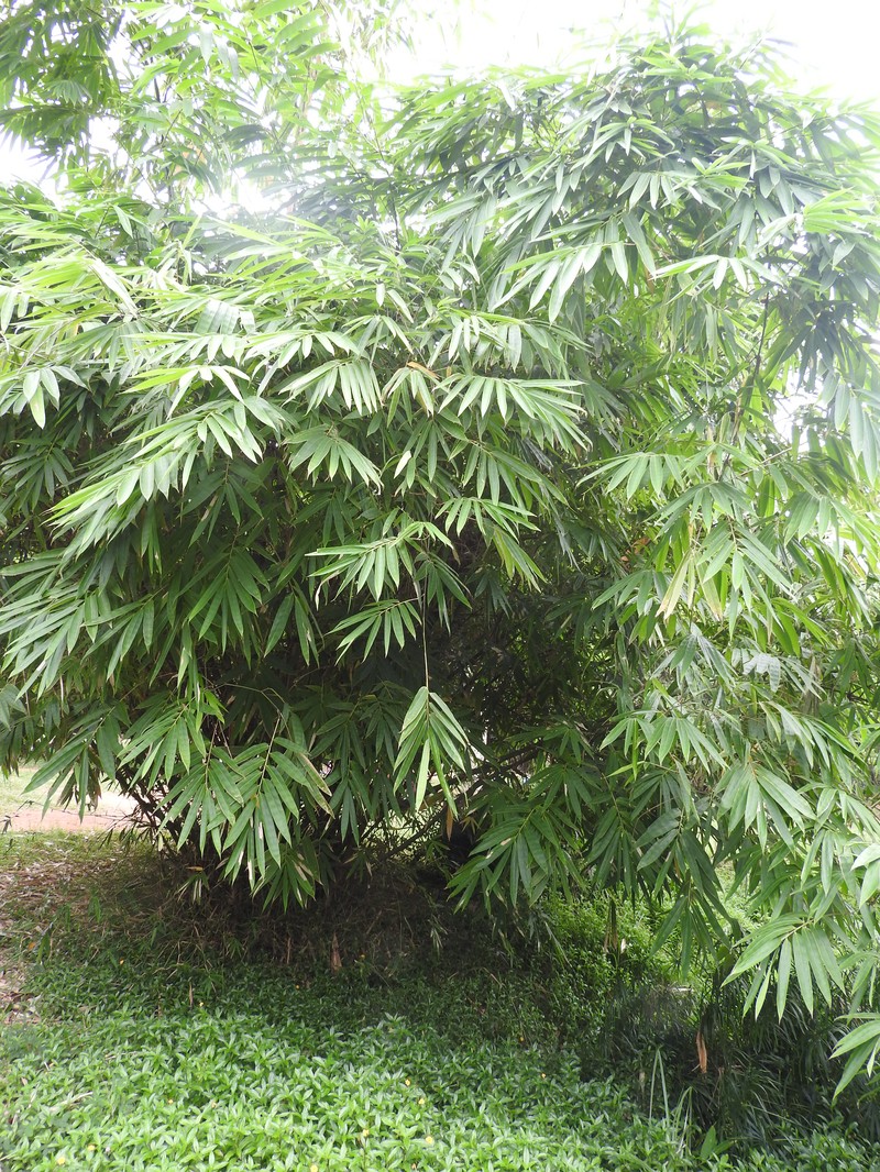Wideleaf Bamboo photo 7