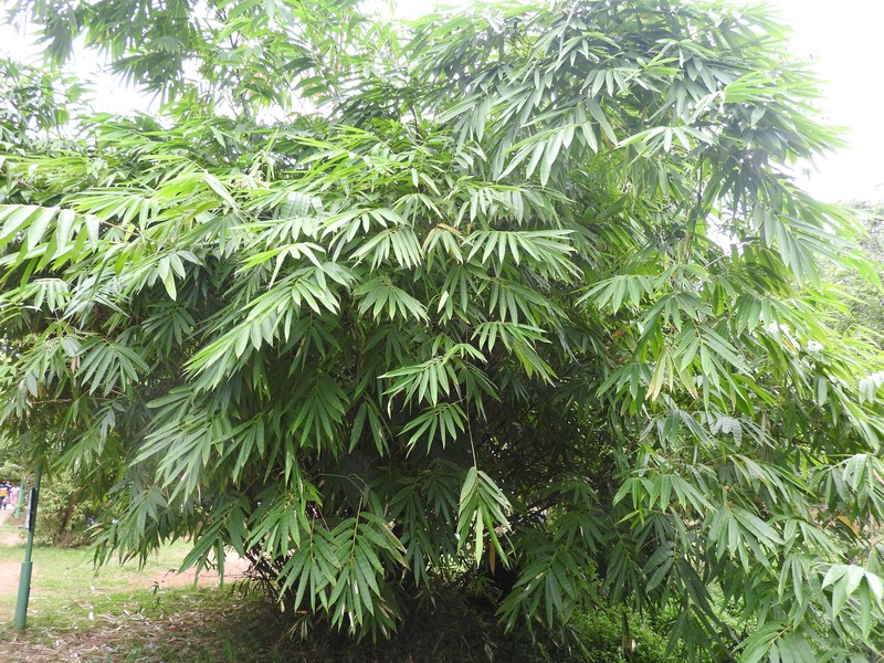 Wideleaf Bamboo photo 8