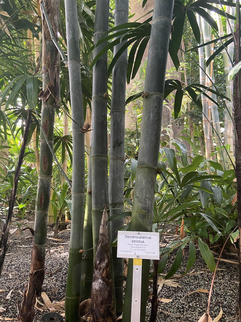 Male Bamboo