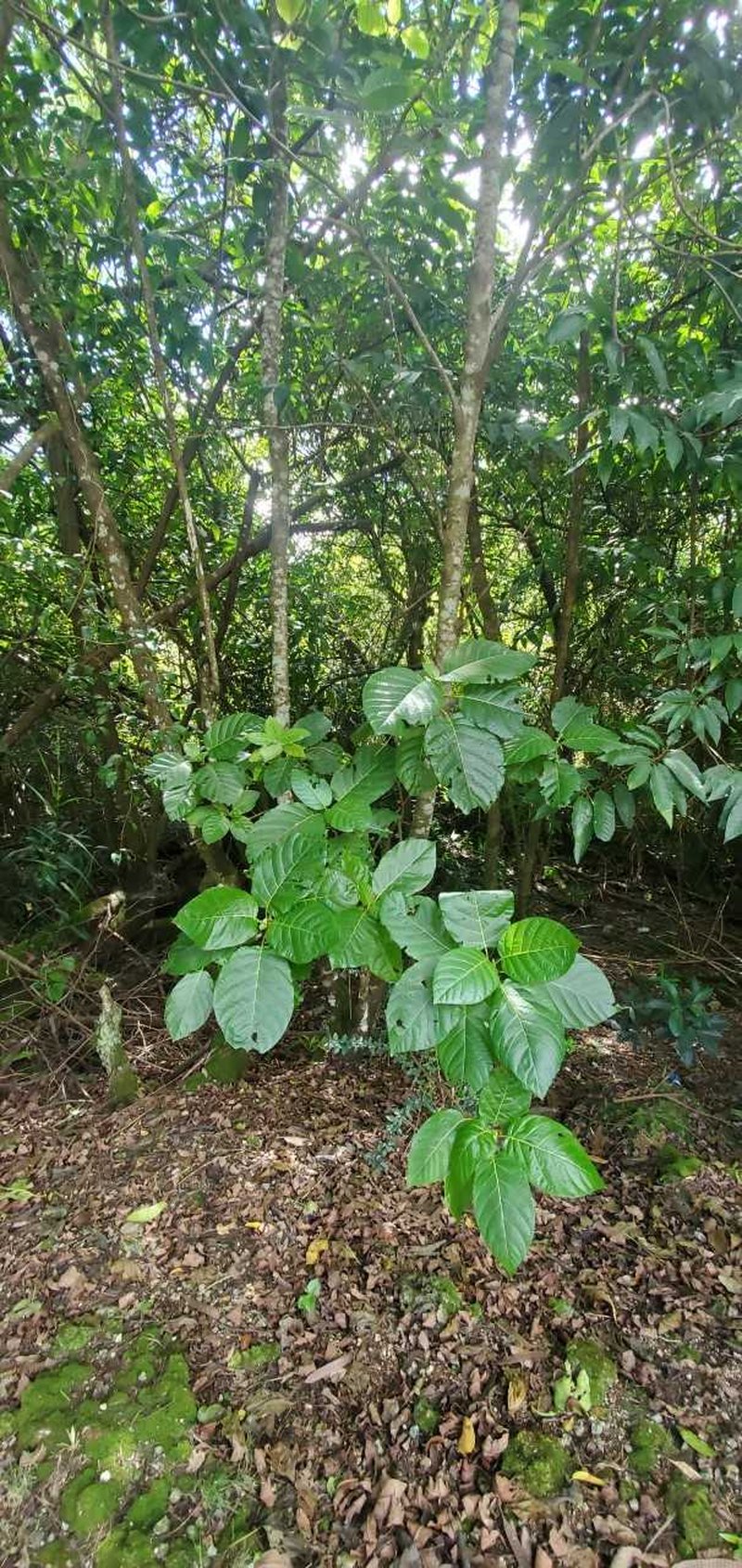 Dendrocnide latifolia