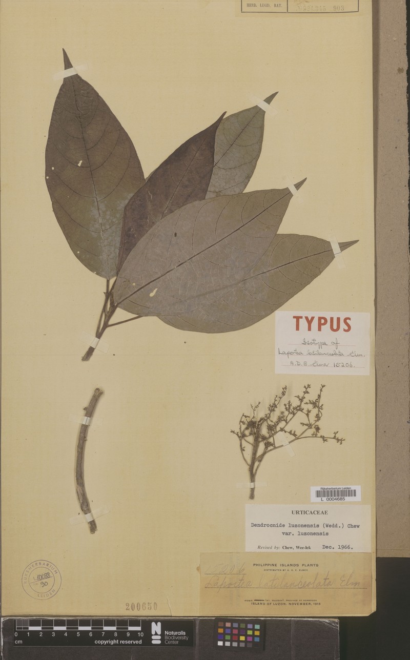 Dendrocnide luzonensis var. luzonensis