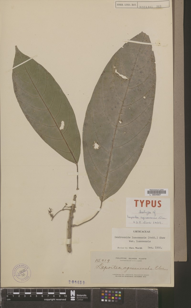 Dendrocnide luzonensis var. luzonensis photo 2