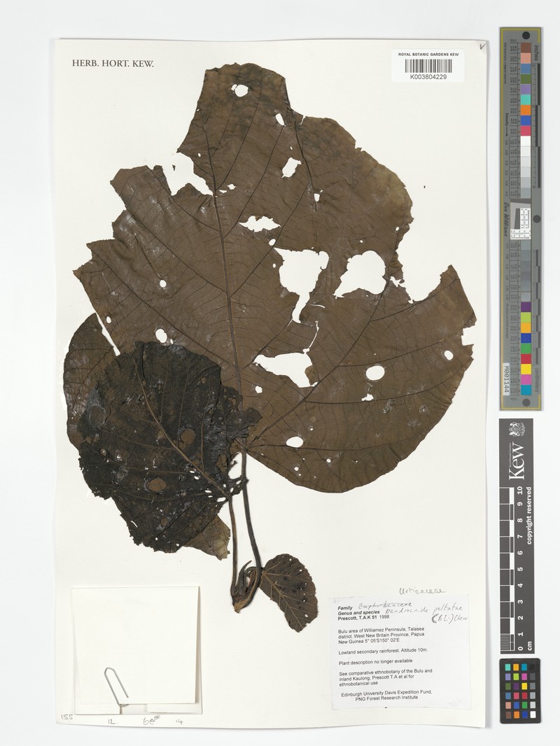 Dendrocnide peltata var. peltata