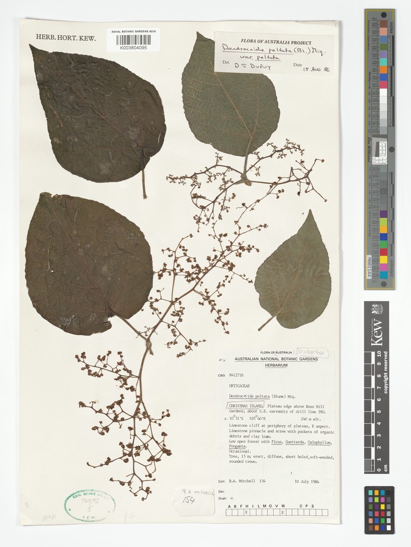 Dendrocnide peltata var. peltata photo 2