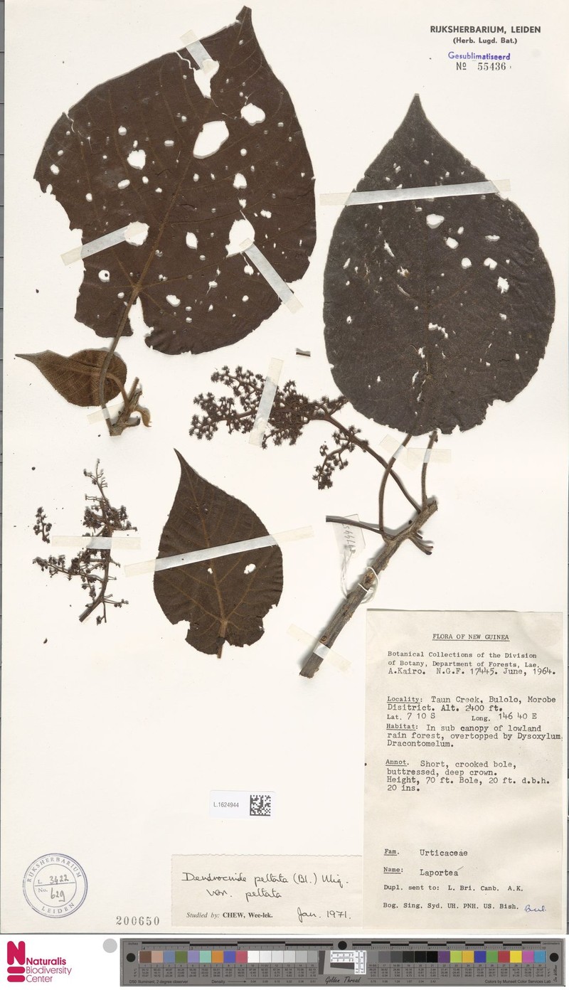 Dendrocnide peltata var. peltata photo 3