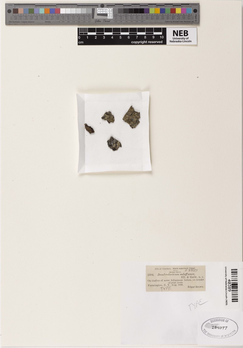Dendrodochium subeffusum photo 2
