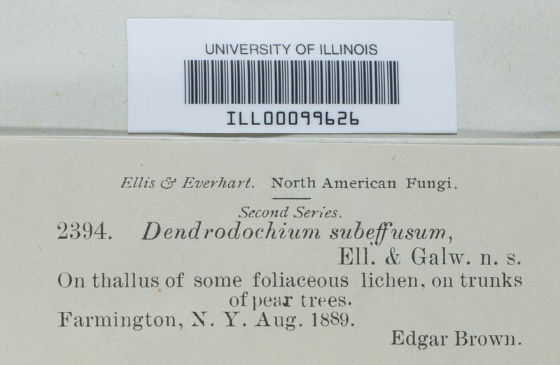 Dendrodochium subeffusum photo 3