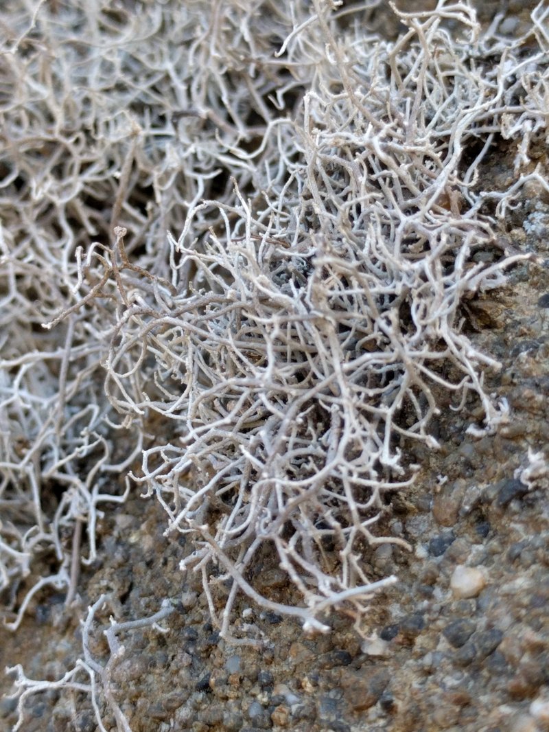 Dendrographa alectoroides