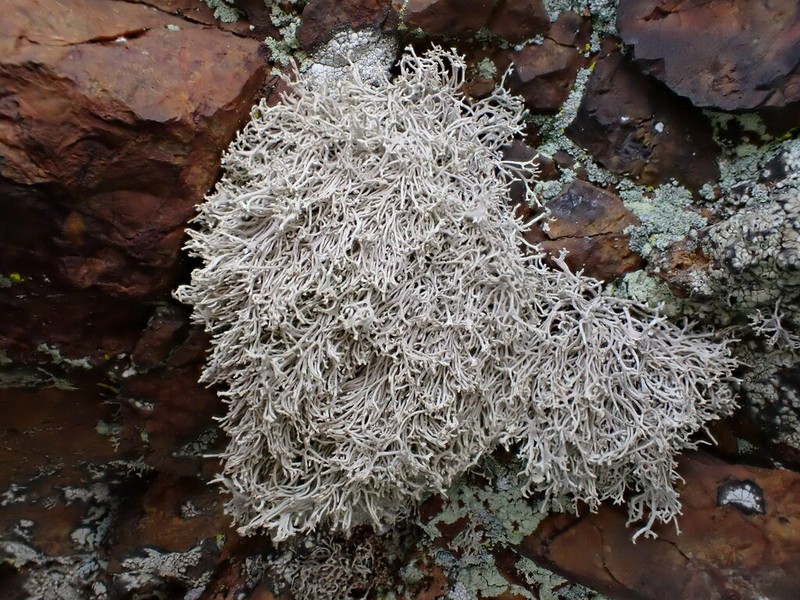 Dendrographa alectoroides