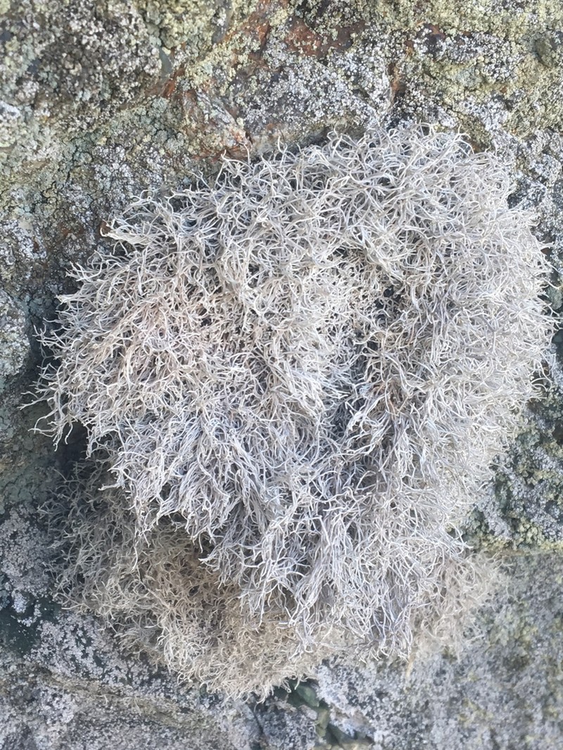 Dendrographa alectoroides photo 2