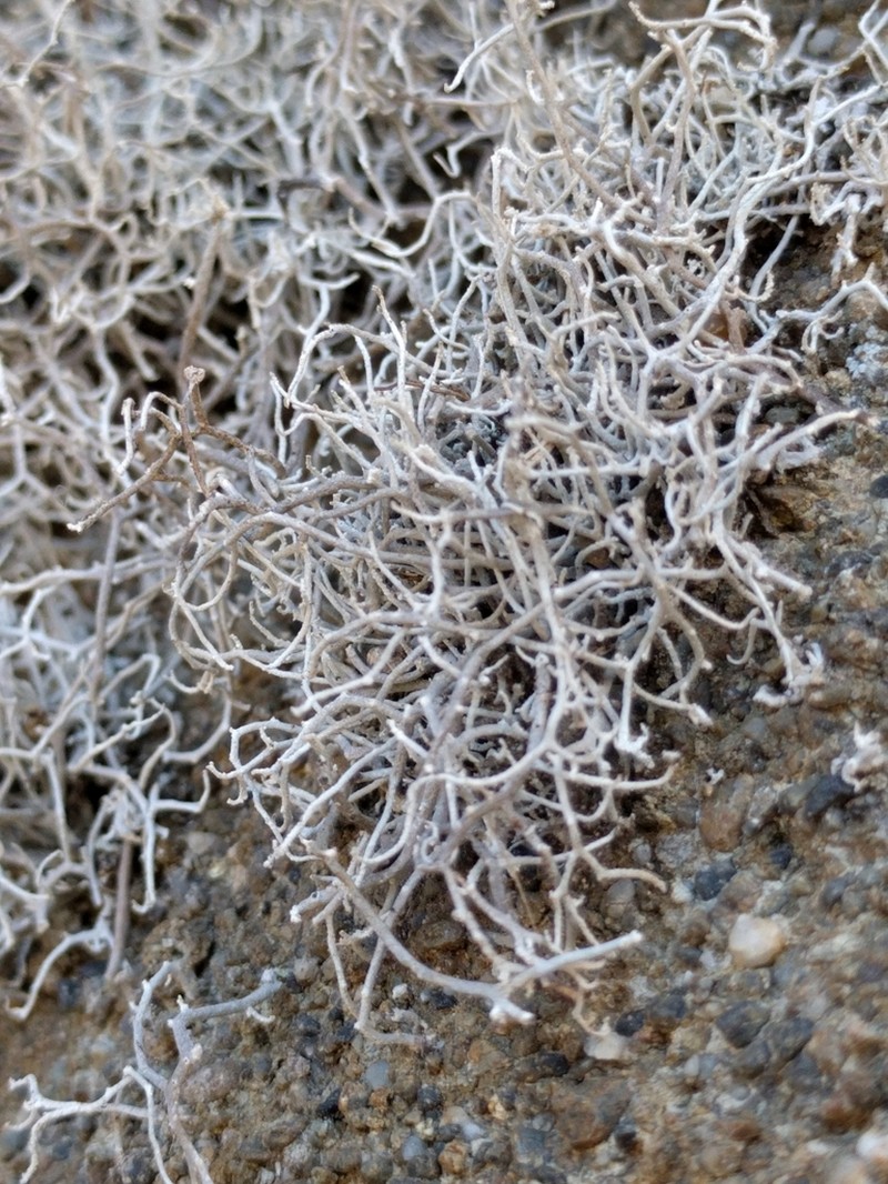 Dendrographa alectoroides photo 3