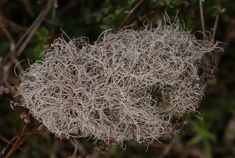 Dendrographa alectoroides photo 8