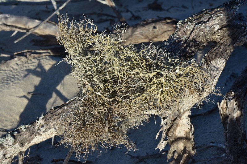 Dendrographa Lichen