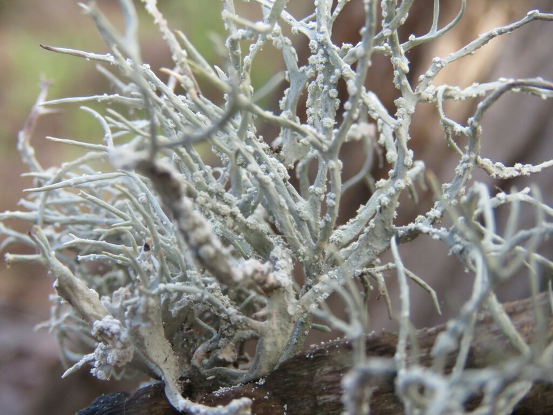 Dendrographa Lichen