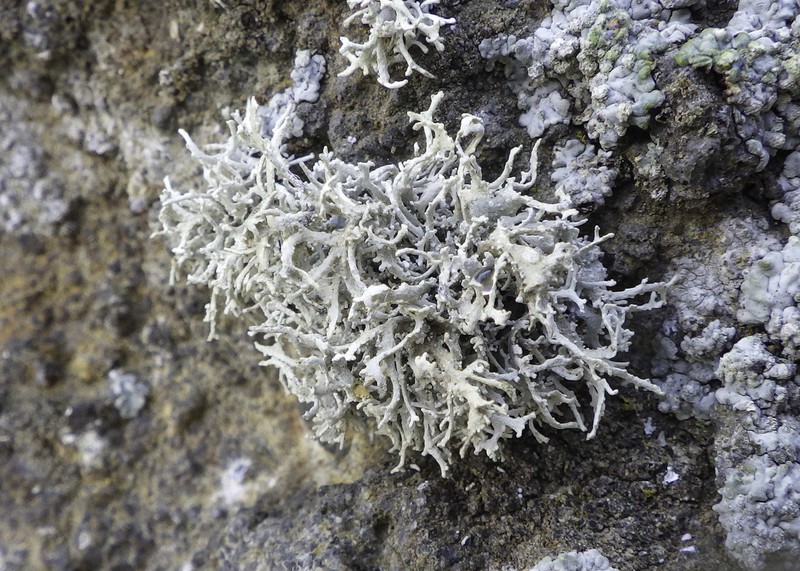 Dendrographa Lichen photo 2