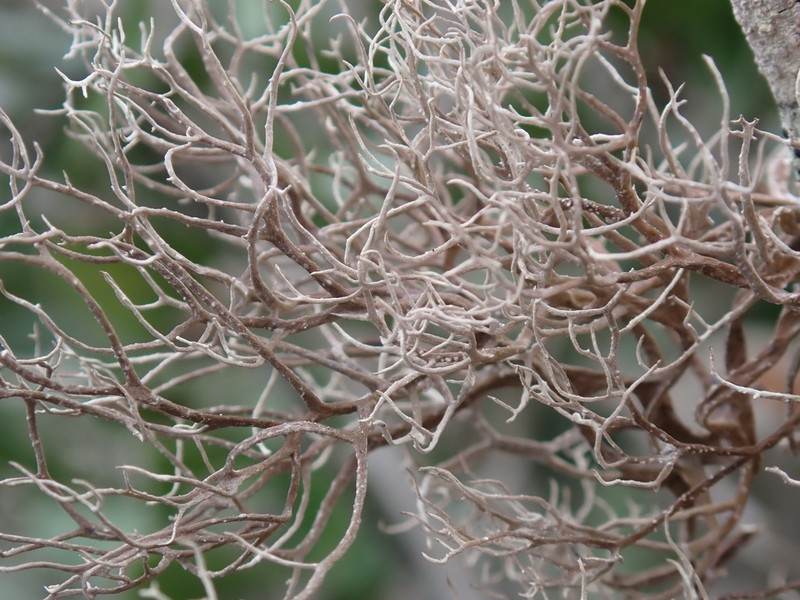 Dendrographa Lichen photo 3