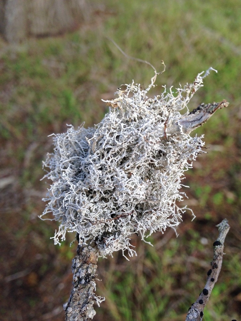 Dendrographa Lichen photo 5