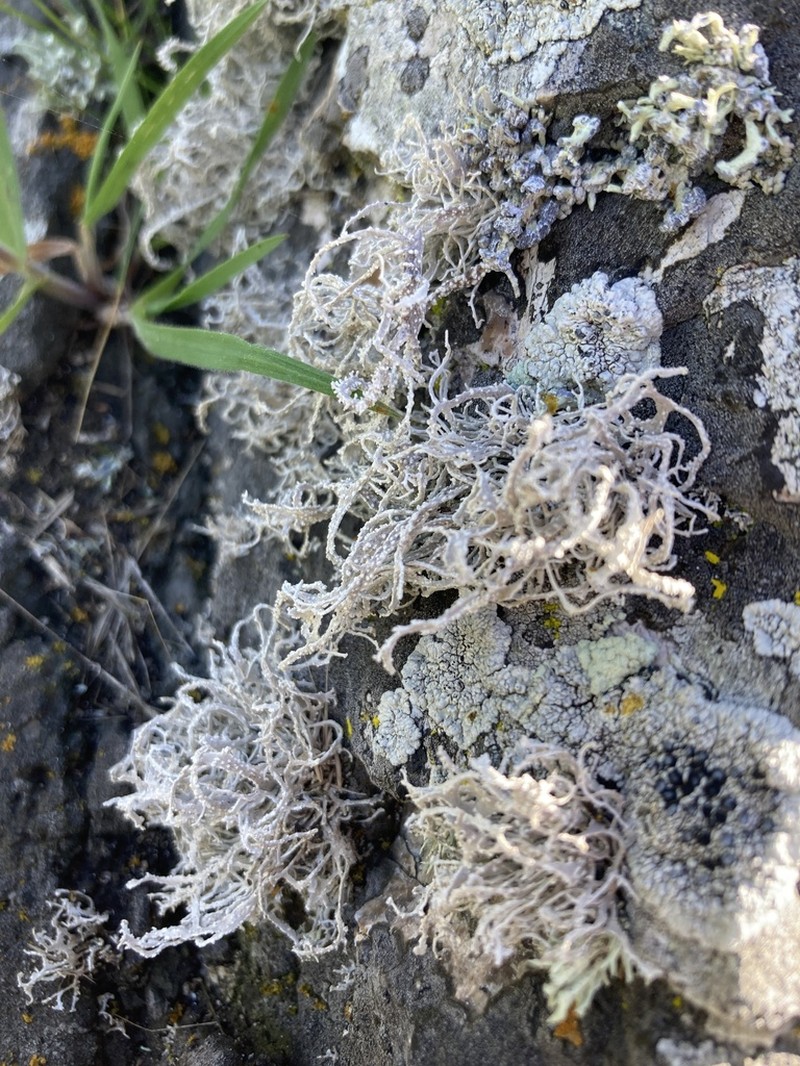 Dendrographa Lichen photo 6