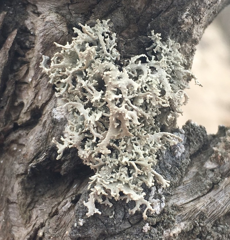 Dendrographa Lichen photo 7