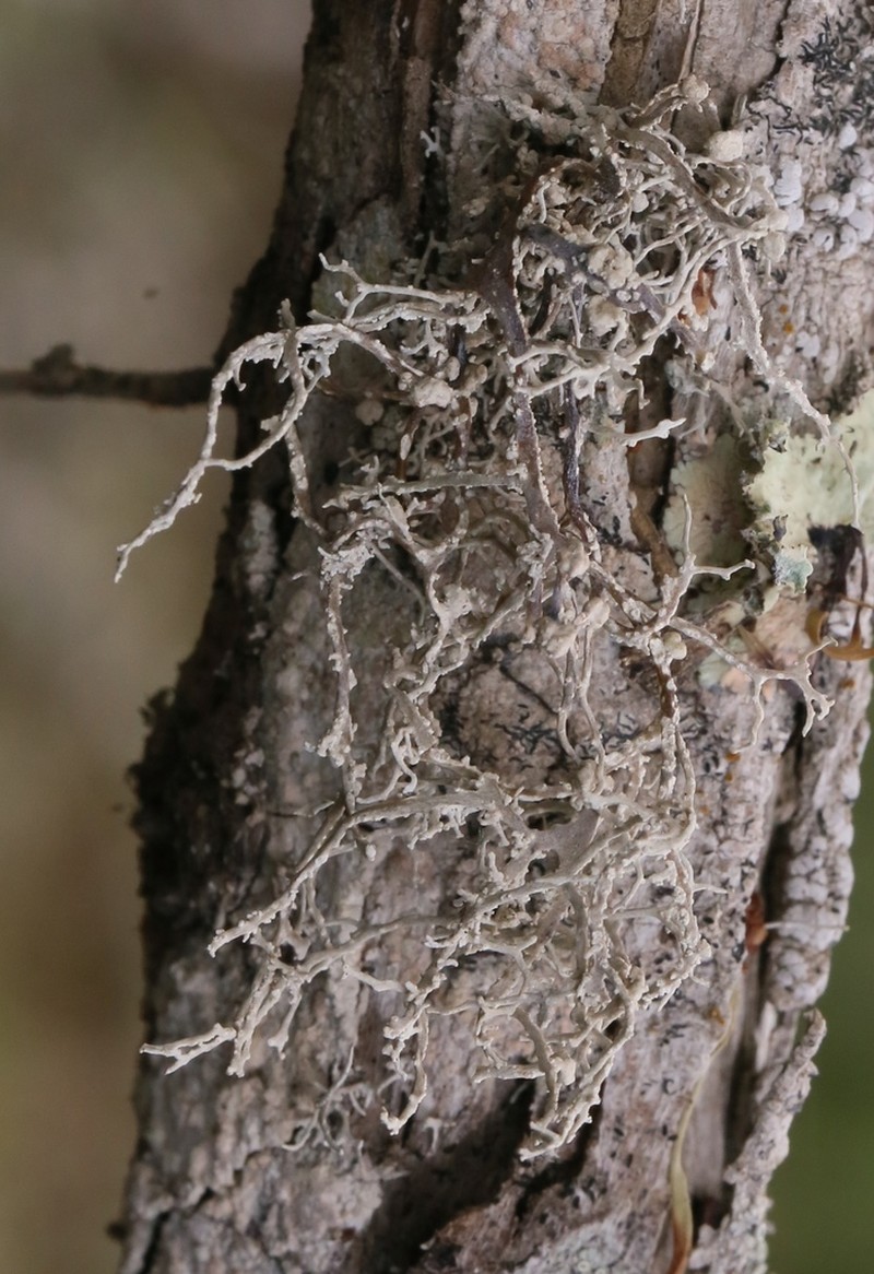 Dendrographa Lichen photo 8