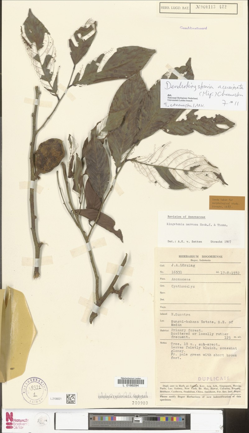 Dendrokingstonia acuminata