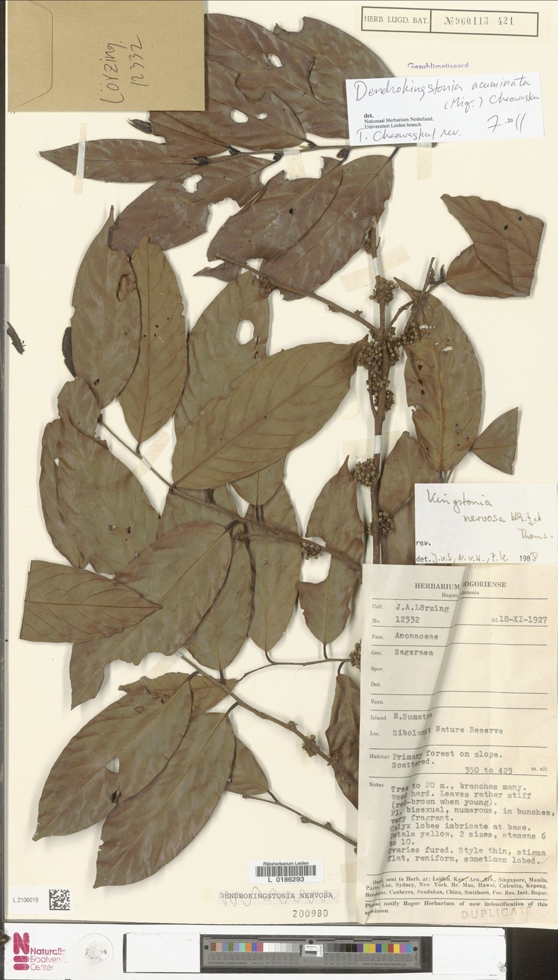 Dendrokingstonia acuminata photo 2