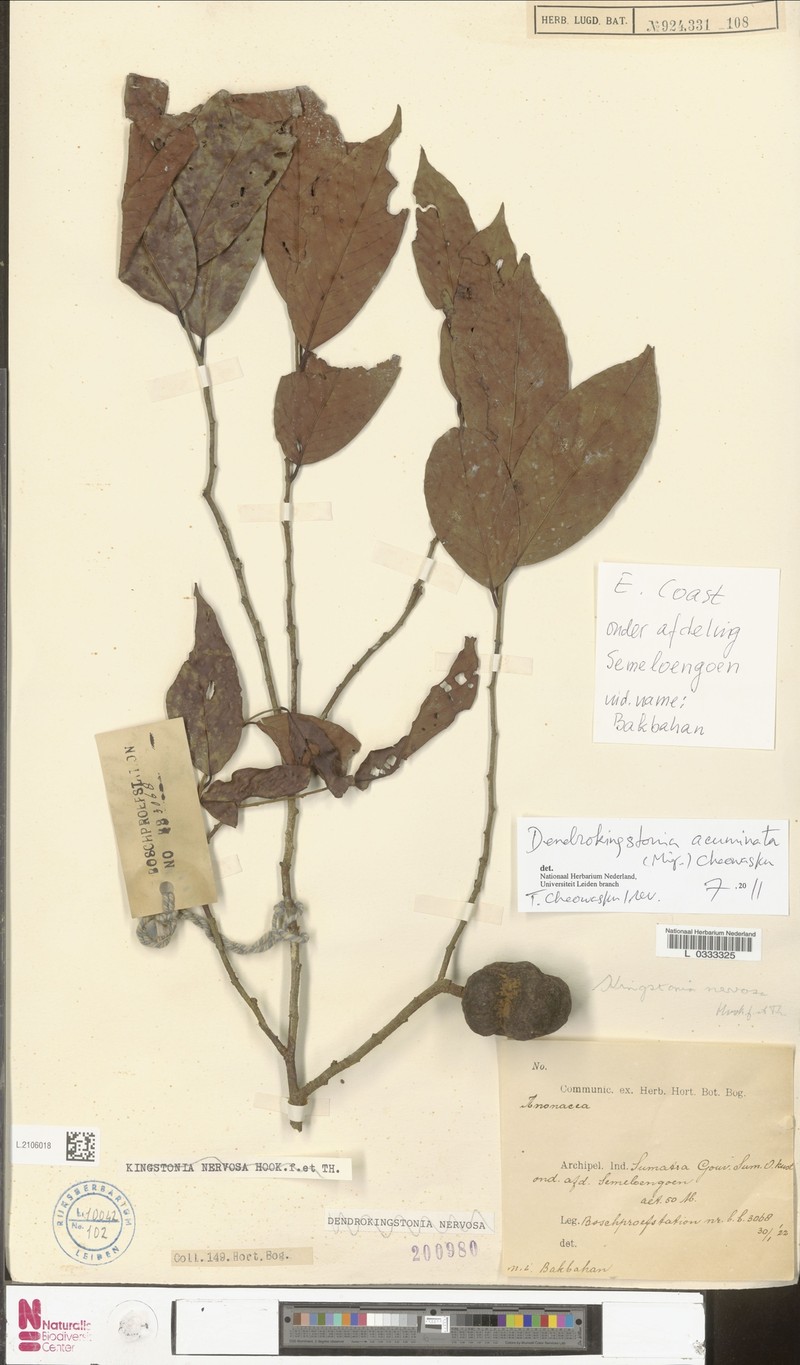 Dendrokingstonia acuminata photo 3
