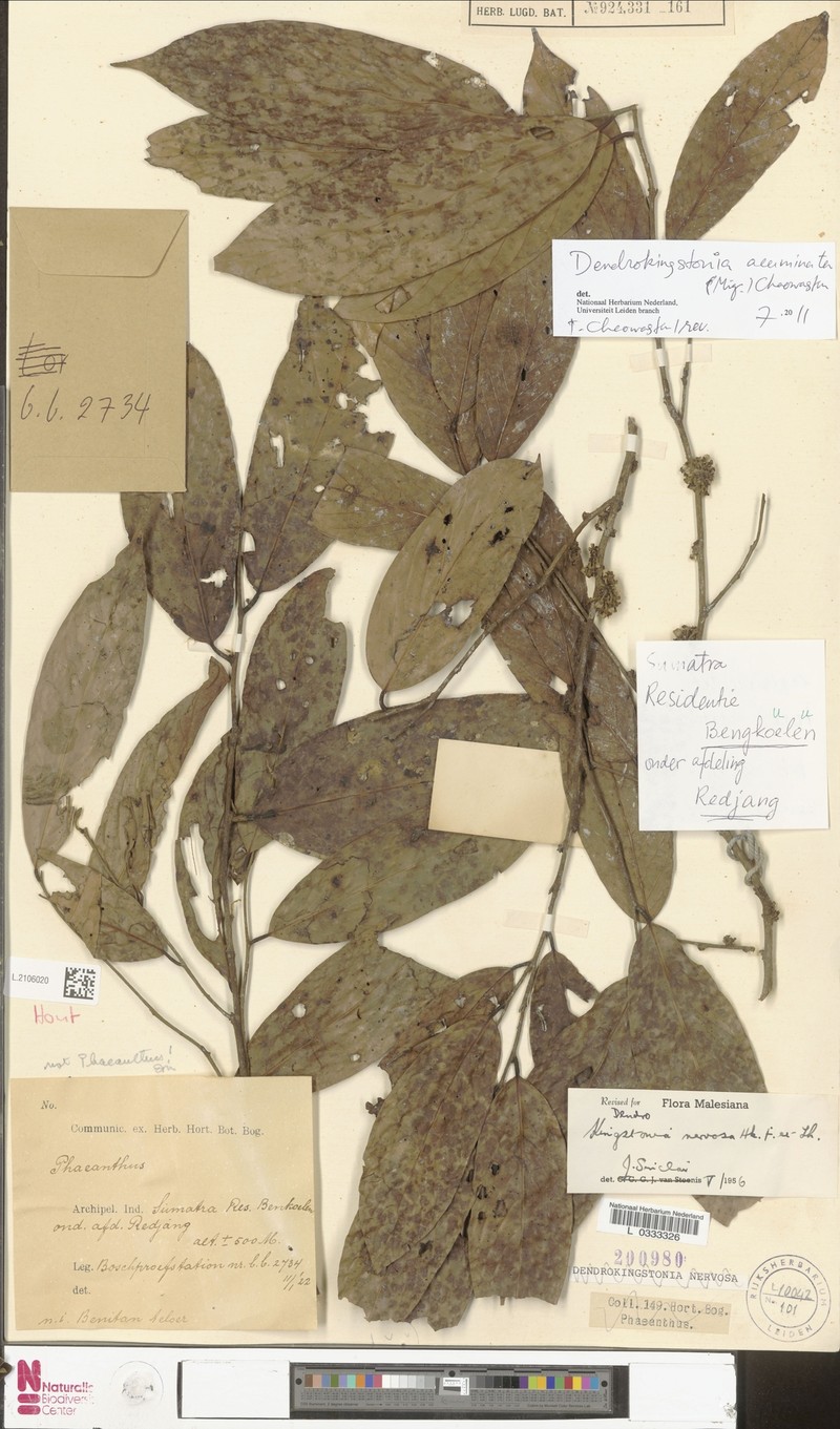 Dendrokingstonia acuminata photo 4