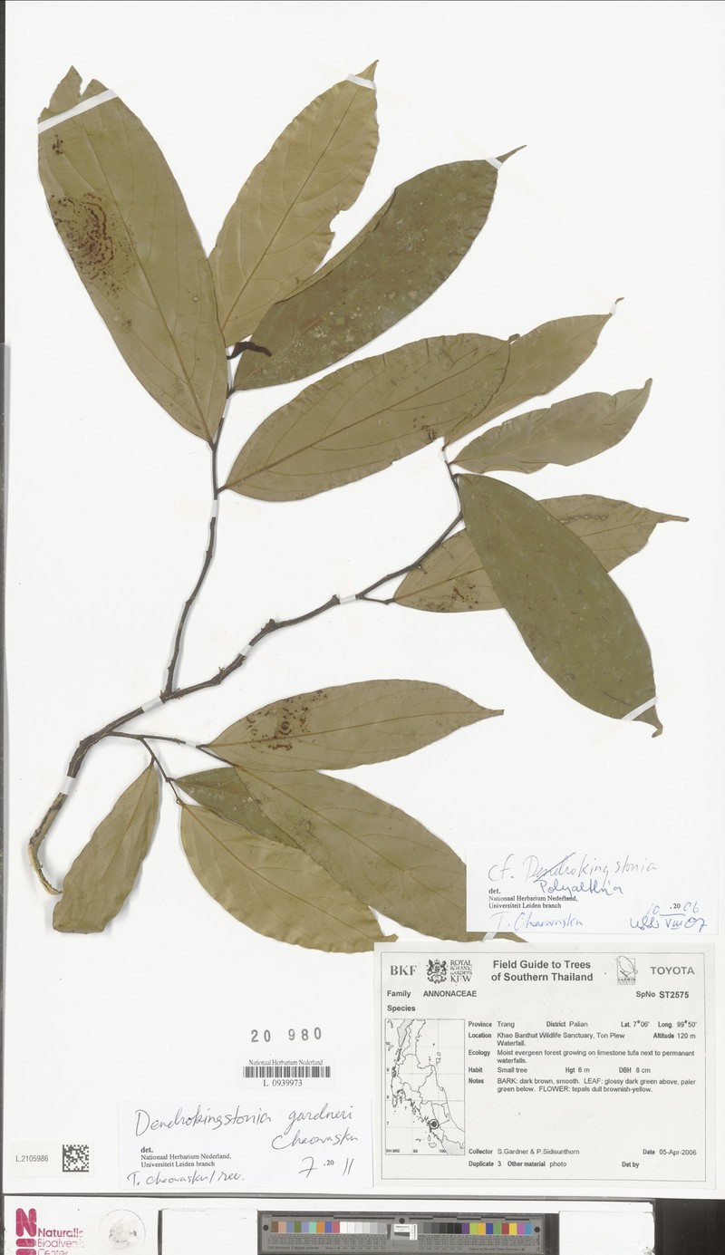 Dendrokingstonia gardneri