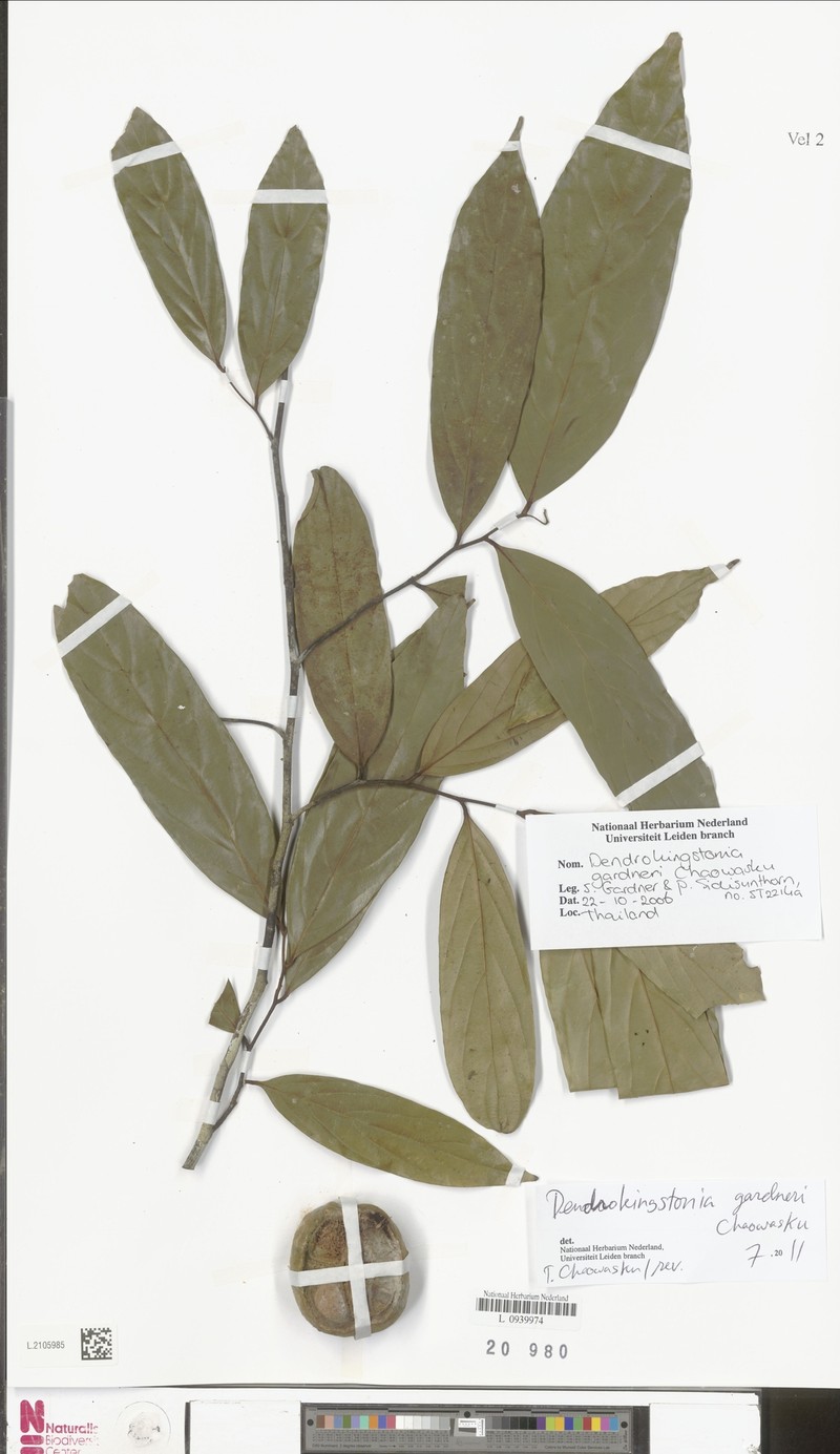 Dendrokingstonia gardneri photo 2