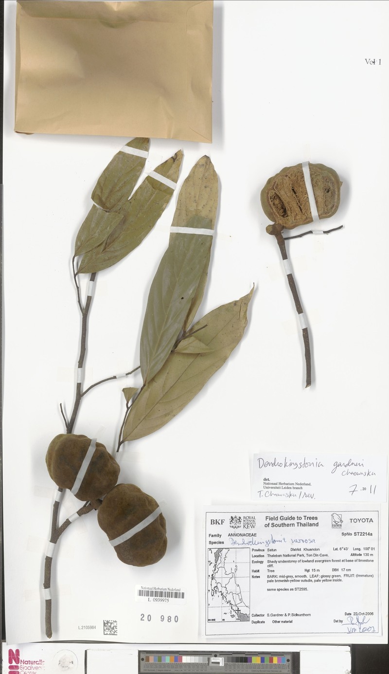 Dendrokingstonia gardneri photo 3