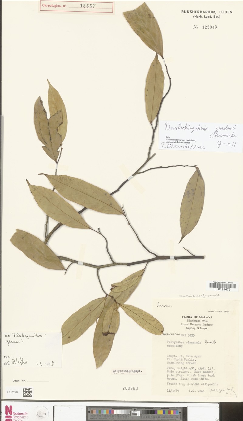 Dendrokingstonia gardneri photo 4