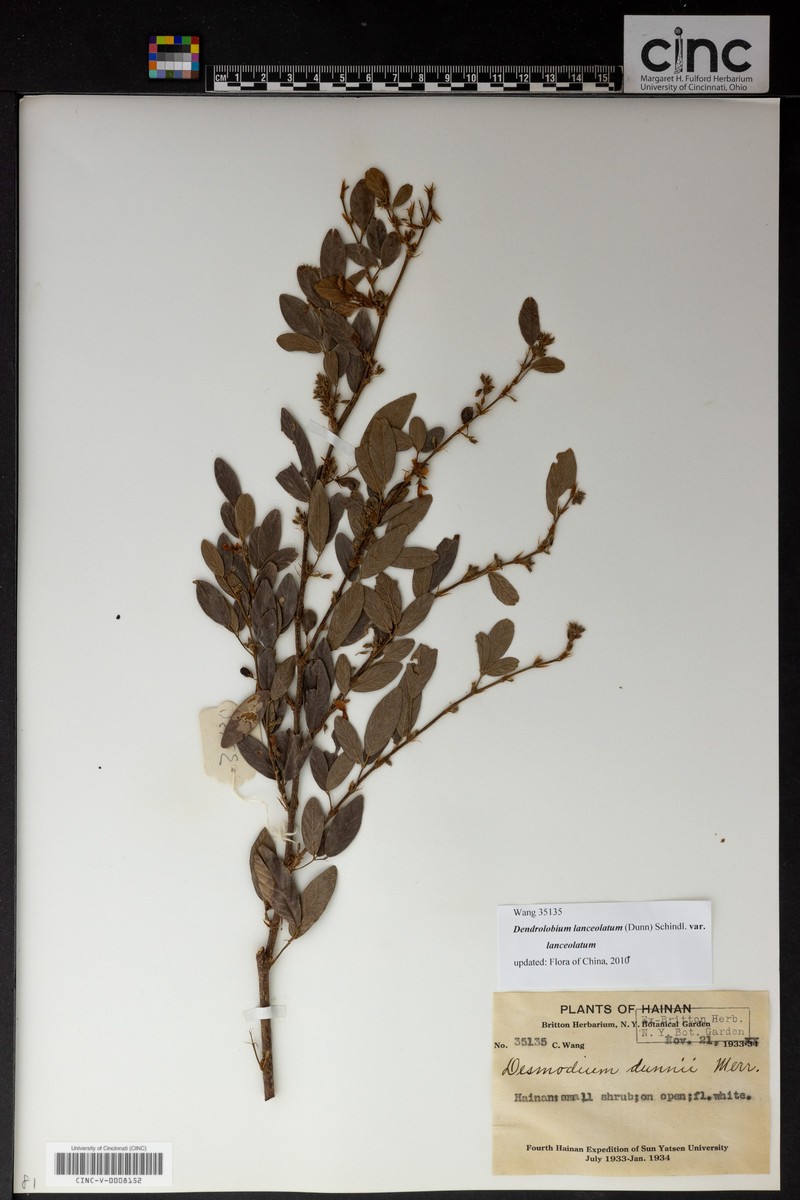 Dendrolobium lanceolatum var. lanceolatum